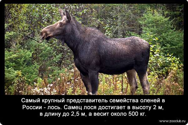 Самый крупный представитель семейства оленей в России - лось. Самец лося достигает в высоту 2 м, в длину до 2,5 м, а весит около 500 кг.