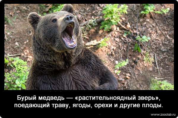 Бурый медведь - «растительноядный зверь», поедающий траву, ягоды, орехи и другие плоды.