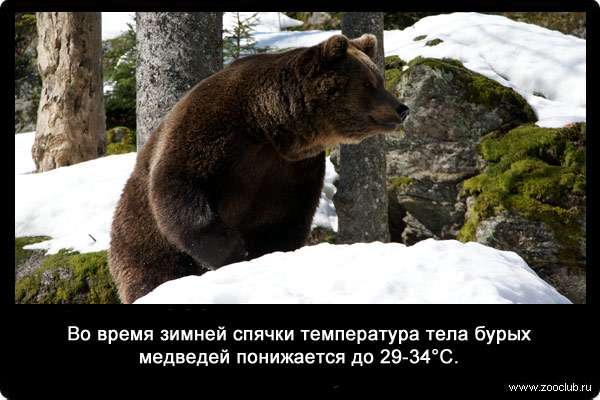 Во время зимней спячки температура тела бурых медведей понижается до 29-34°С.