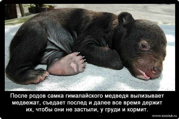 После родов самка гималайского медведя вылизывает медвежат, съедает послед и далее все время держит их, чтобы они не застыли, у груди и кормит.
