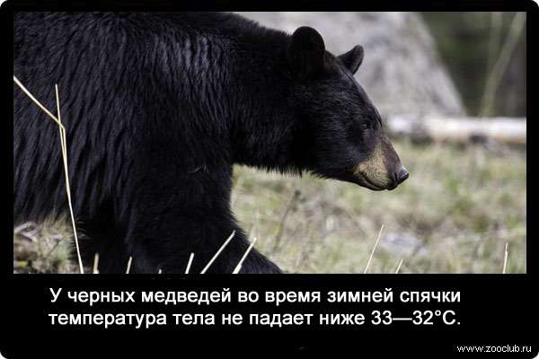 У черных медведей во время зимней спячки температура тела не падает ниже 33-32°С.