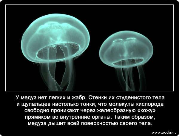 У медуз нет легких и жабр. Стенки их студенистого тела и щупальцев настолько тонки, что молекулы кислорода свободно проникают через желеобразную «кожу» прямиком во внутренние органы. Таким образом, медуза дышит всей поверхностью своего тела.