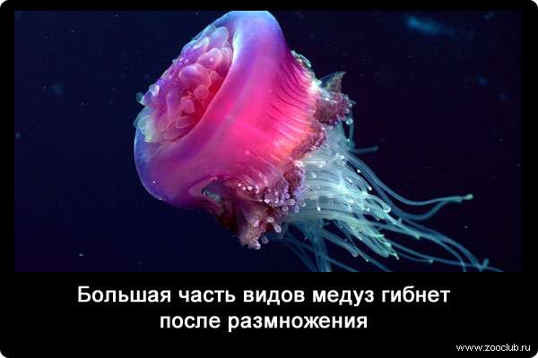 Большая часть видов медуз гибнет после размножения.