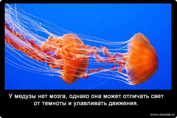 У медузы нет мозга, однако она может отличать свет от темноты и улавливать движения.