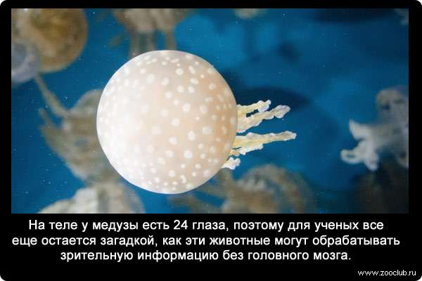 теле у медузы есть 24 глаза, поэтому