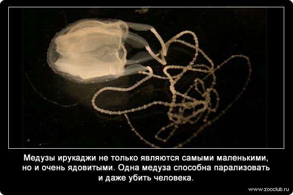 Медузы ирукаджи не только являются самыми маленькими, но и очень ядовитыми. Одна медуза способна парализовать и даже убить человека. 
