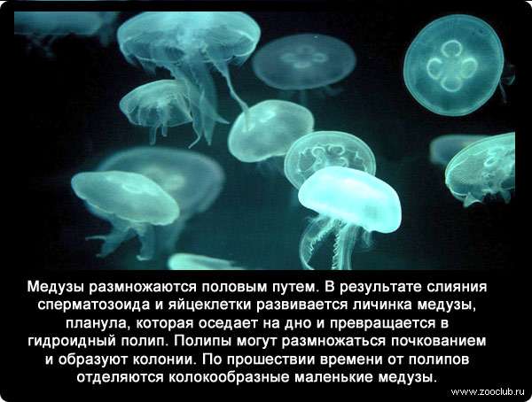 Медузы размножаются половым путем. В результате слияния сперматозоида и яйцеклетки развивается личинка медузы, планула, которая оседает на дно и превращается в гидроидный полип. Полипы могут размножаться почкованием и образуют колонии. По прошествии времени от полипов отделяются колокообразные маленькие медузы.