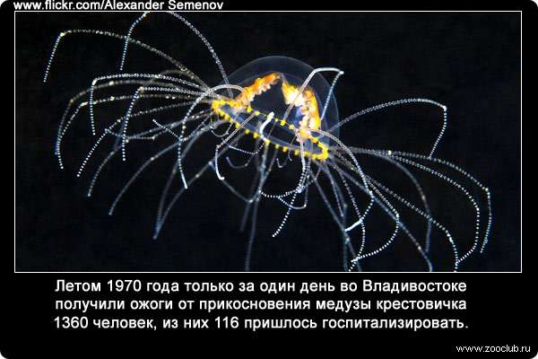 Летом 1970 года только за один день во Владивостоке получили ожоги от прикосновения медузы крестовичка 1360 человек, из них 116 пришлось госпитализировать.