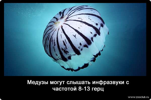 Медузы могут слышать инфразвуки с частотой 8-13 герц.