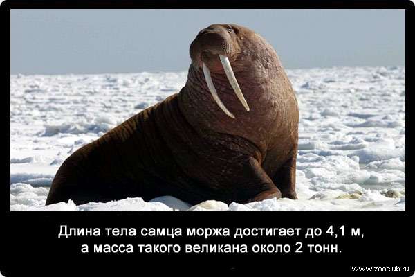 Длина тела самца моржа достигает до 4,1 м, а масса такого великана около 2 тонн.