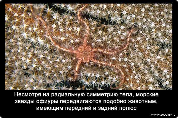 Несмотря на радиальную симметрию тела, морские звезды офиуры (Ophiocoma echinata) передвигаются подобно животным, имеющим передний и задний полюс. 