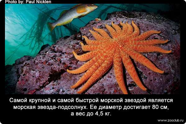 Самой крупной и самой быстрой морской звездой является морская звезда-подсолнух (Pycnopodia helianthoides). Ее диаметр достигает 80 см, а вес до 4,5 кг.