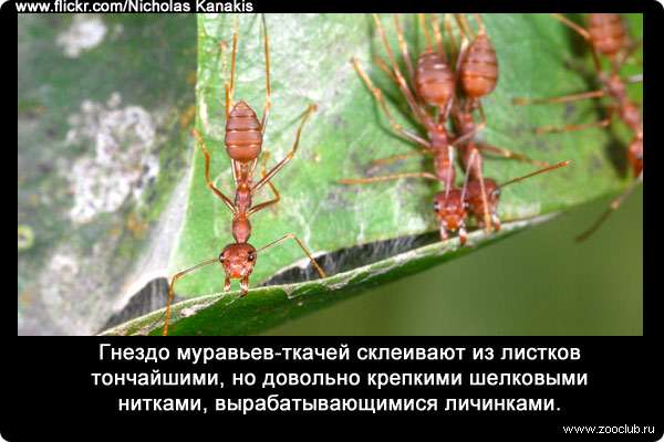 Гнездо муравьев-ткачей (Oecophylla) склеивают из листков тончайшими, но довольно крепкими шелковыми нитками, вырабатывающимися личинками.