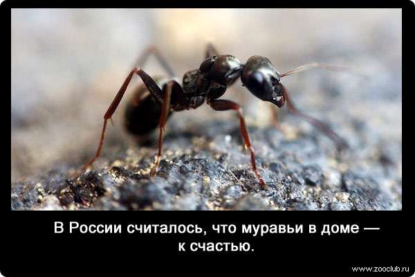 В России считалось, что муравьи в доме - к счастью.
