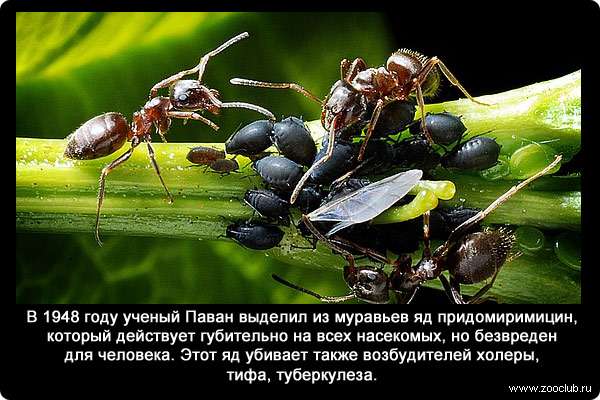 В 1948 году ученый Паван выделил из муравьев яд придомиримицин, который действует губительно на всех насекомых, но безвреден для человека. Этот яд убивает также возбудителей холеры, тифа, туберкулеза.