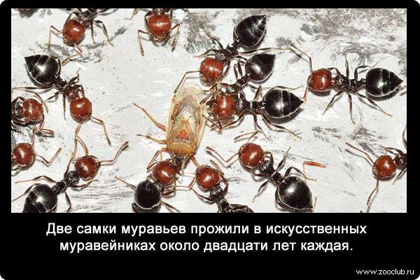 Две самки муравьев прожили в искусственных муравейниках около двадцати лет каждая.