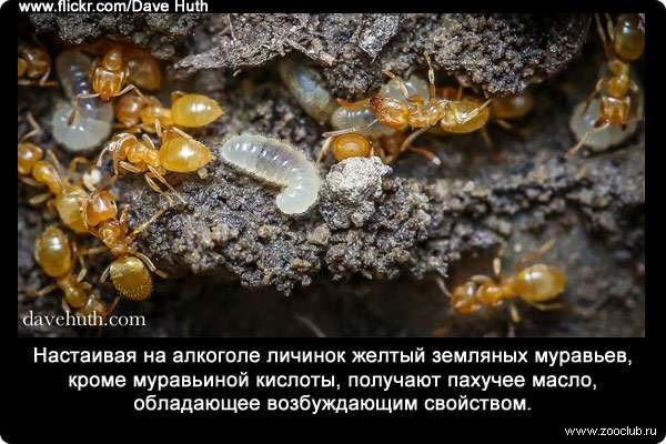 Настаивая на алкоголе личинок желтый земляных муравьев (Lasius flavus), кроме муравьиной кислоты, получают пахучее масло, обладающее возбуждающим свойством.