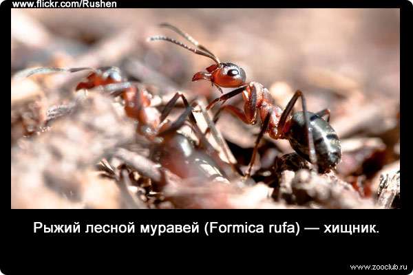 Рыжий лесной муравей (Formica rufa) - хищник.