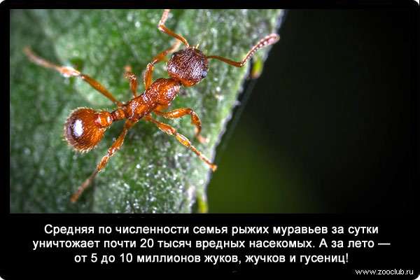 Средняя по численности семья рыжих муравьев за сутки уничтожает почти 20 тысяч вредных насекомых. А за лето - от 5 до 10 миллионов жуков, жучков и гусениц!