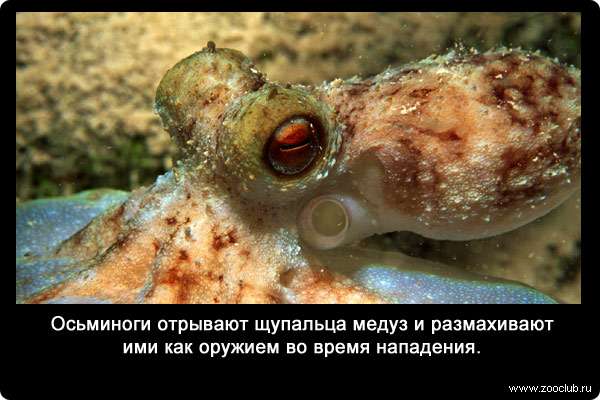 Осьминоги отрывают щупальца медуз и размахивают ими как оружием во время нападения.