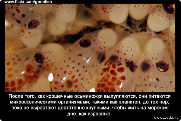 После того, как крошечные осьминожки вылупляются, они питаются микроскопическими организмами, такими как планктон, до тех пор, пока не вырастают достаточно крупными, чтобы жить на морском дне, как взрослые.
