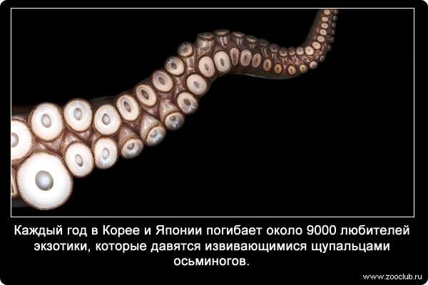 Каждый год в Корее и Японии погибает около 9000 любителей экзотики, которые давятся извивающимися щупальцами осьминогов.