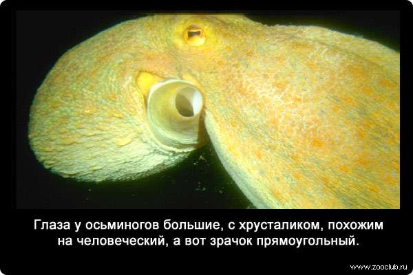 Глаза у осьминогов большие, с хрусталиком, похожим на человеческий, а вот зрачок прямоугольный.