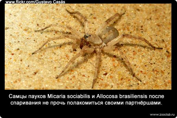 Самцы пауков Micaria sociabilis и Allocosa brasiliensis после спаривания не прочь полакомиться своими партнёршами.