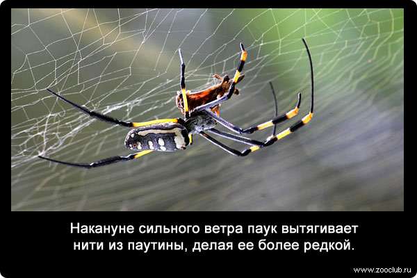 Накануне сильного ветра паук вытягивает нити из паутины, делая ее более редкой.