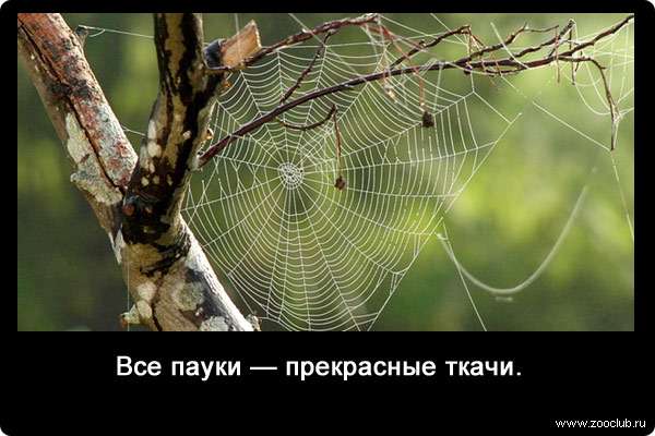 Все пауки - прекрасные ткачи. 