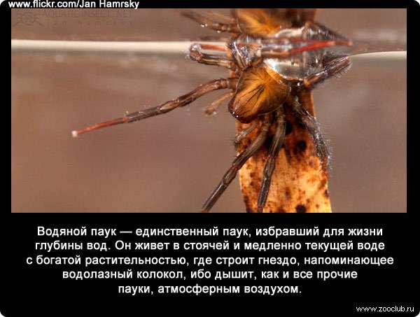 Водяной паук (Argyroneta aquatic) - единственный паук, избравший для жизни глубины вод. Он живет в стоячей и медленно текущей воде с богатой растительностью, где строит гнездо, напоминающее водолазный колокол, ибо дышит, как и все прочие пауки, атмосферным воздухом.