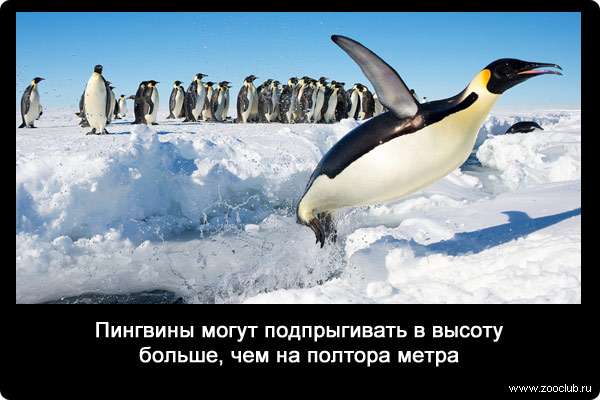 Пингвины могут подпрыгивать в высоту больше, чем на полтора метра.