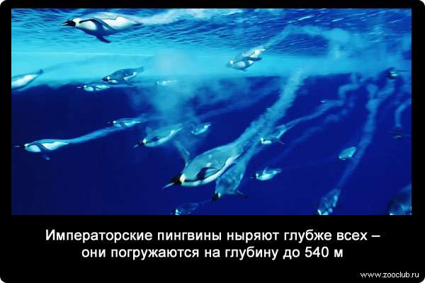 Императорские пингвины ныряют глубже всех - они погружаются на глубину до 540 м.