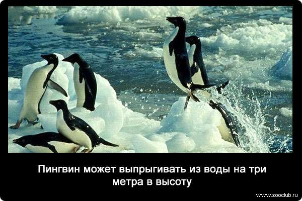 Пингвин может выпрыгивать из воды на три метра в высоту.