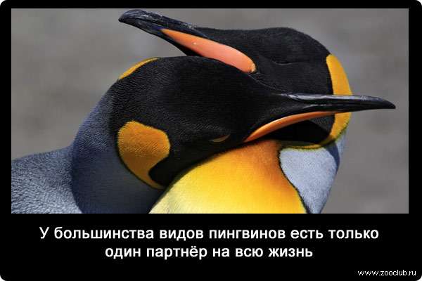 У большинства видов пингвинов есть только один партнёр на всю жизнь.