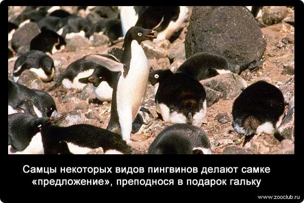 Самцы некоторых видов пингвинов делают самке «предложение», преподнося в подарок гальку.