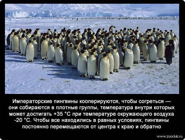 Императорские пингвины кооперируются, чтобы согреться - они собираются в плотные группы, температура внутри которых может достигать +35 °C при температуре окружающего воздуха -20 °C. Чтобы все находились в равных условиях, пингвины постоянно перемещаются от центра к краю и обратно.