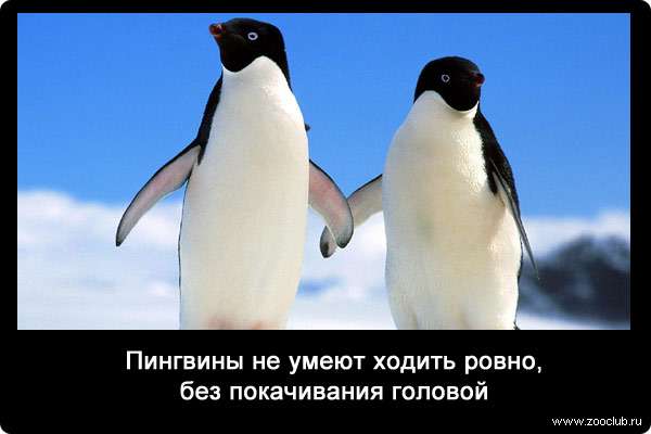 Пингвины не умеют ходить ровно, без покачивания головой.