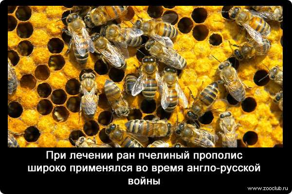 ри лечении ран пчелиный прополис широко применялся во время англо-русской войны.