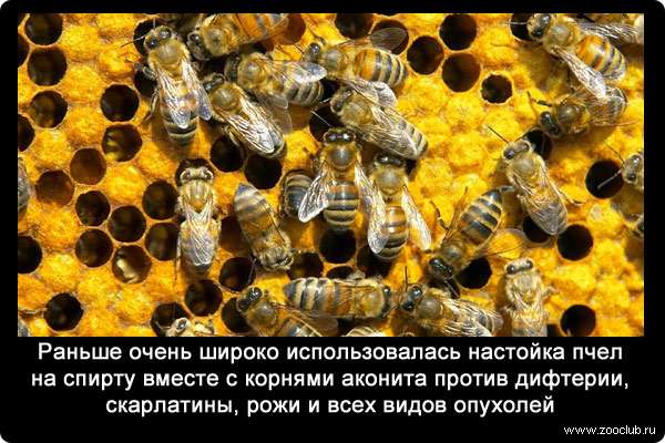 Раньше очень широко использовалась настойка пчел на спирту вместе с корнями аконита против дифтерии, скарлатины, рожи и всех видов опухолей.