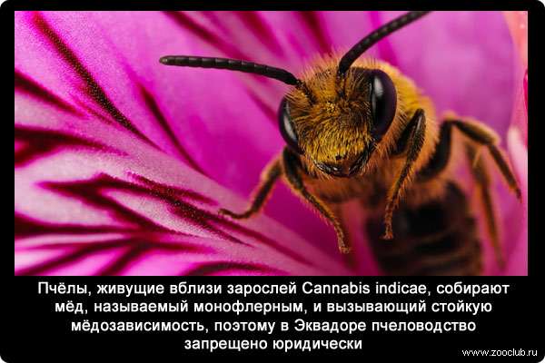 Пчёлы, живущие вблизи зарослей Cannabis indicae, собирают мёд, называемый монофлерным, и вызывающий стойкую мёдозависимость, поэтому в Эквадоре пчеловодство запрещено юридически.