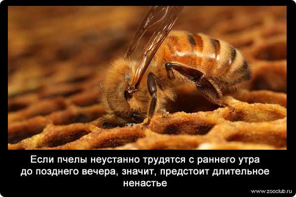 Если пчелы неустанно трудятся с раннего утра до позднего вечера, значит, предстоит длительное ненастье.