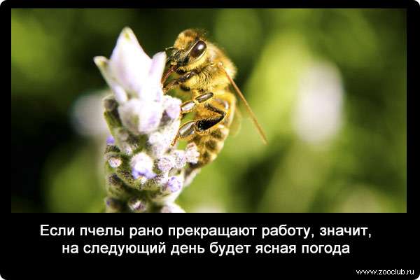Если пчелы рано прекращают работу, значит, на следующий день будет ясная погода.