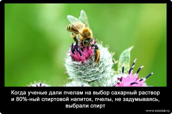 Когда ученые дали пчелам на выбор сахарный раствор и 80%-ный спиртовой напиток, пчелы, не задумываясь, выбрали спирт.