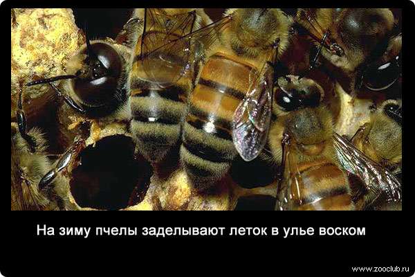 На зиму пчелы заделывают леток в улье воском.