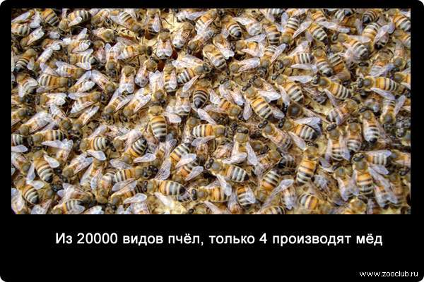 Из 20000 видов пчёл, только 4 производят мёд.