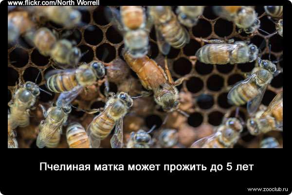 Пчелиная матка может прожить до 5 лет.