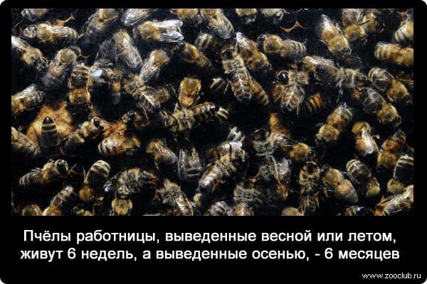 Пчёлы работницы, выведенные весной или летом, живут 6 недель, а выведенные осенью, - 6 месяцев.