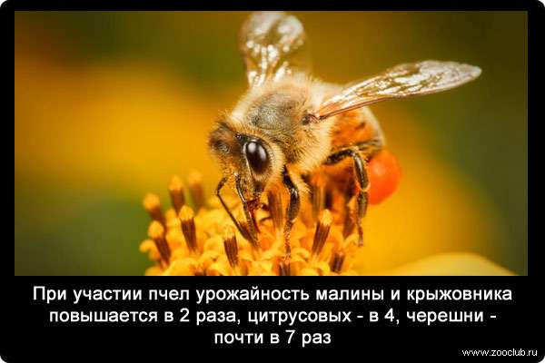 При участии пчел урожайность малины и крыжовника повышается в 2 раза, цитрусовых - в 4, черешни - почти в 7 раз. 