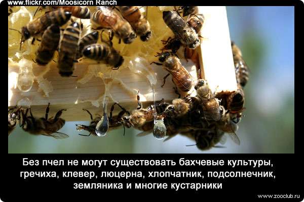 Без пчел не могут существовать бахчевые культуры, гречиха, клевер, люцерна, хлопчатник, подсолнечник, земляника и многие кустарники.